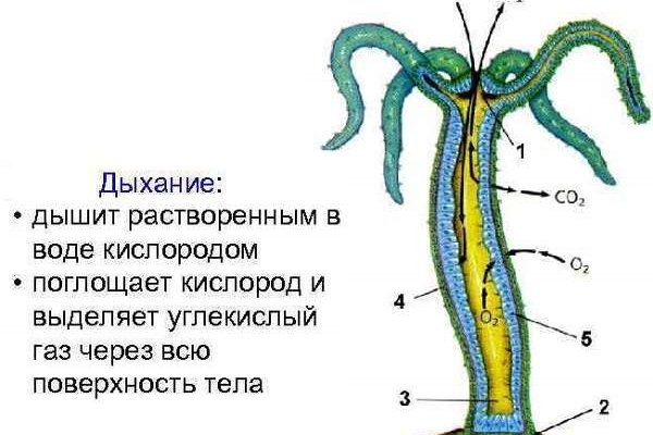 Зеркало омг омг рабочее на сегодня