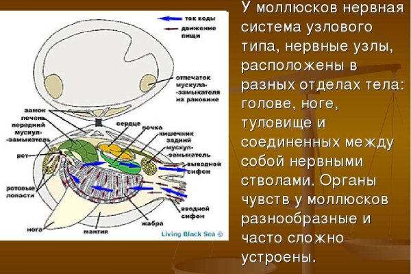 Omg omg адрес тор